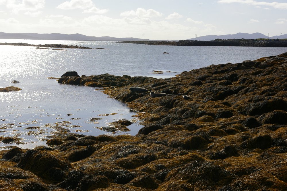 Seals on Berneray.