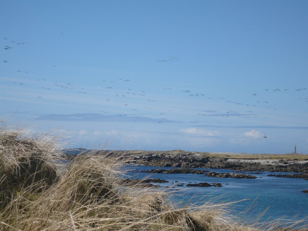 Geese in flight. 